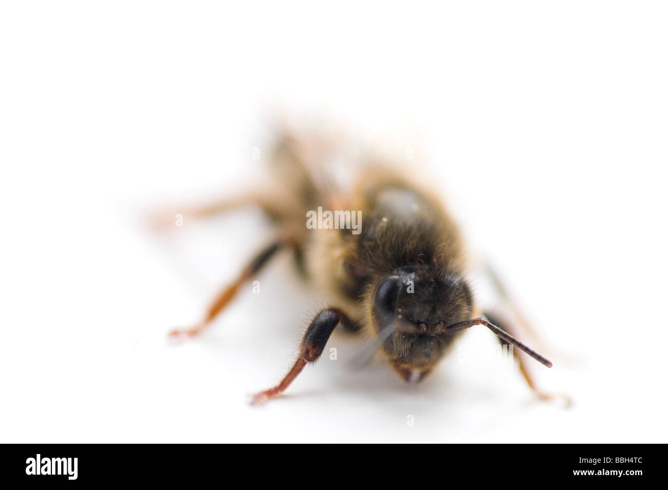 Newly emerged virgin queen honey bee Stock Photo Alamy