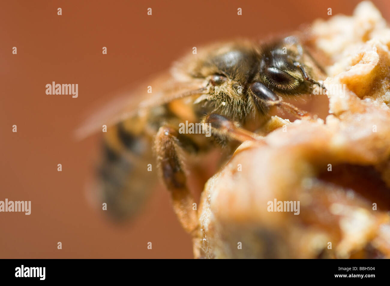 Newly emerged virgin queen honey bee Stock Photo