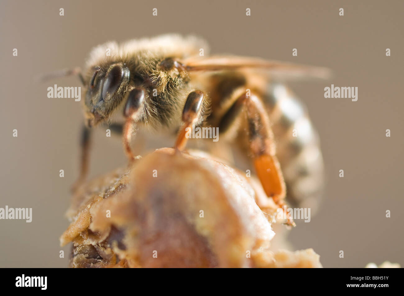 Newly emerged virgin queen honey bee Stock Photo