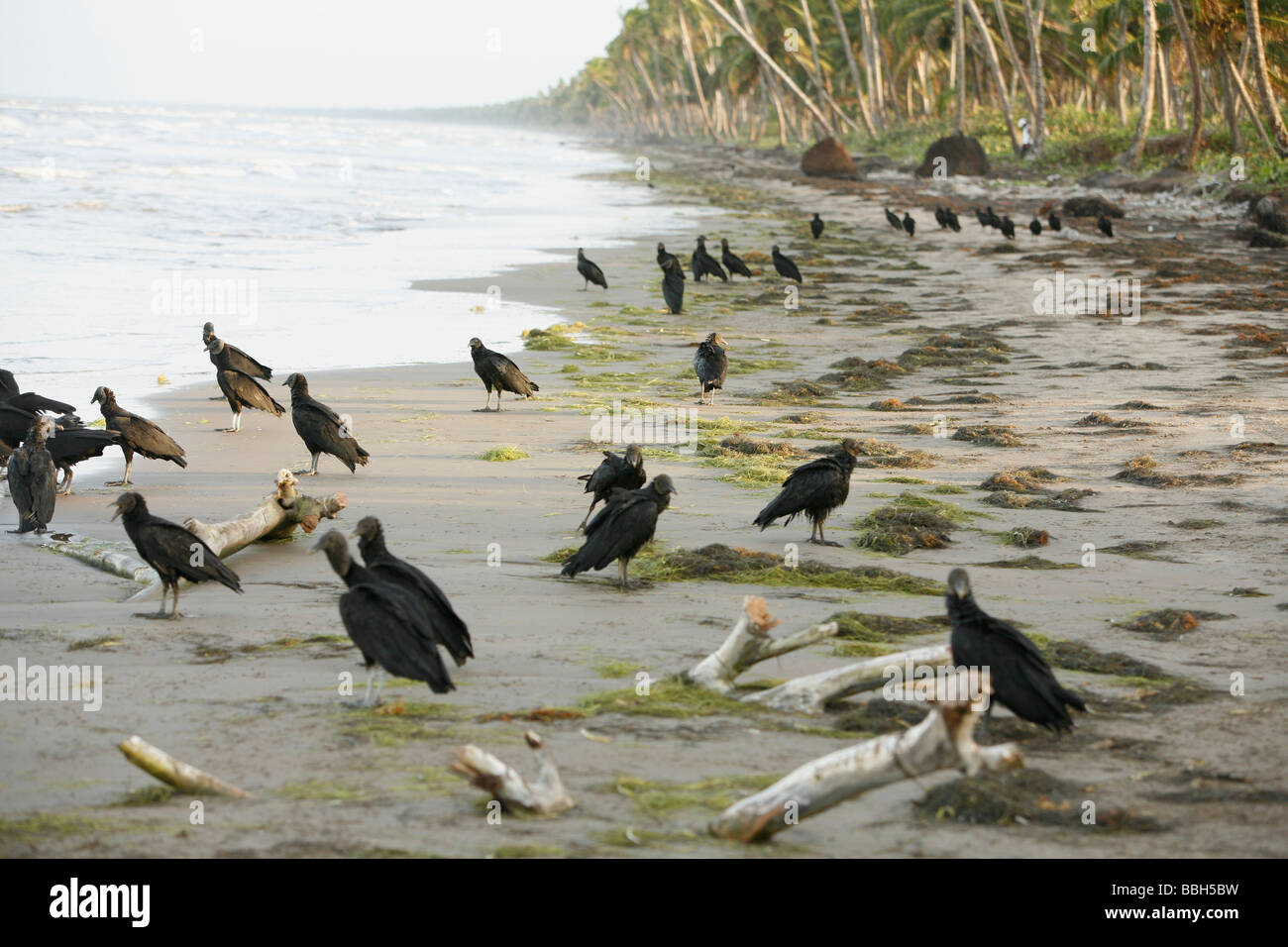 Tasbapauni, Nicaragua; Vultures eating dead turtle Stock Photo