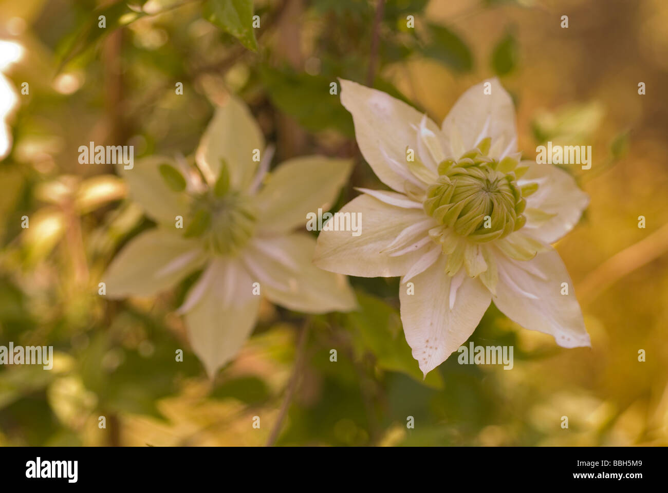 Clematis florida "Alba Plena", Ranuncolaceae Stock Photo