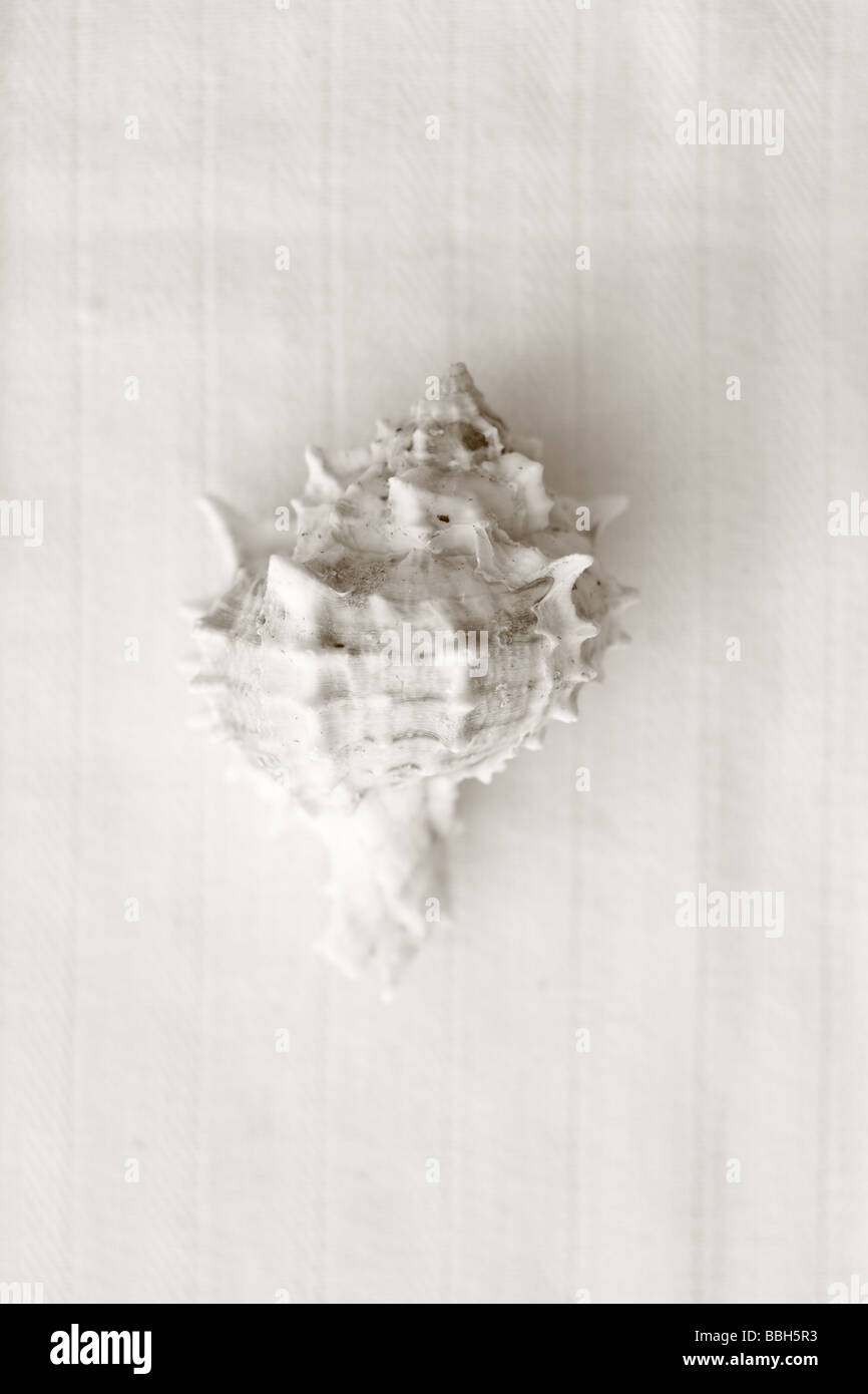 Black and White image of shell on linen background Stock Photo