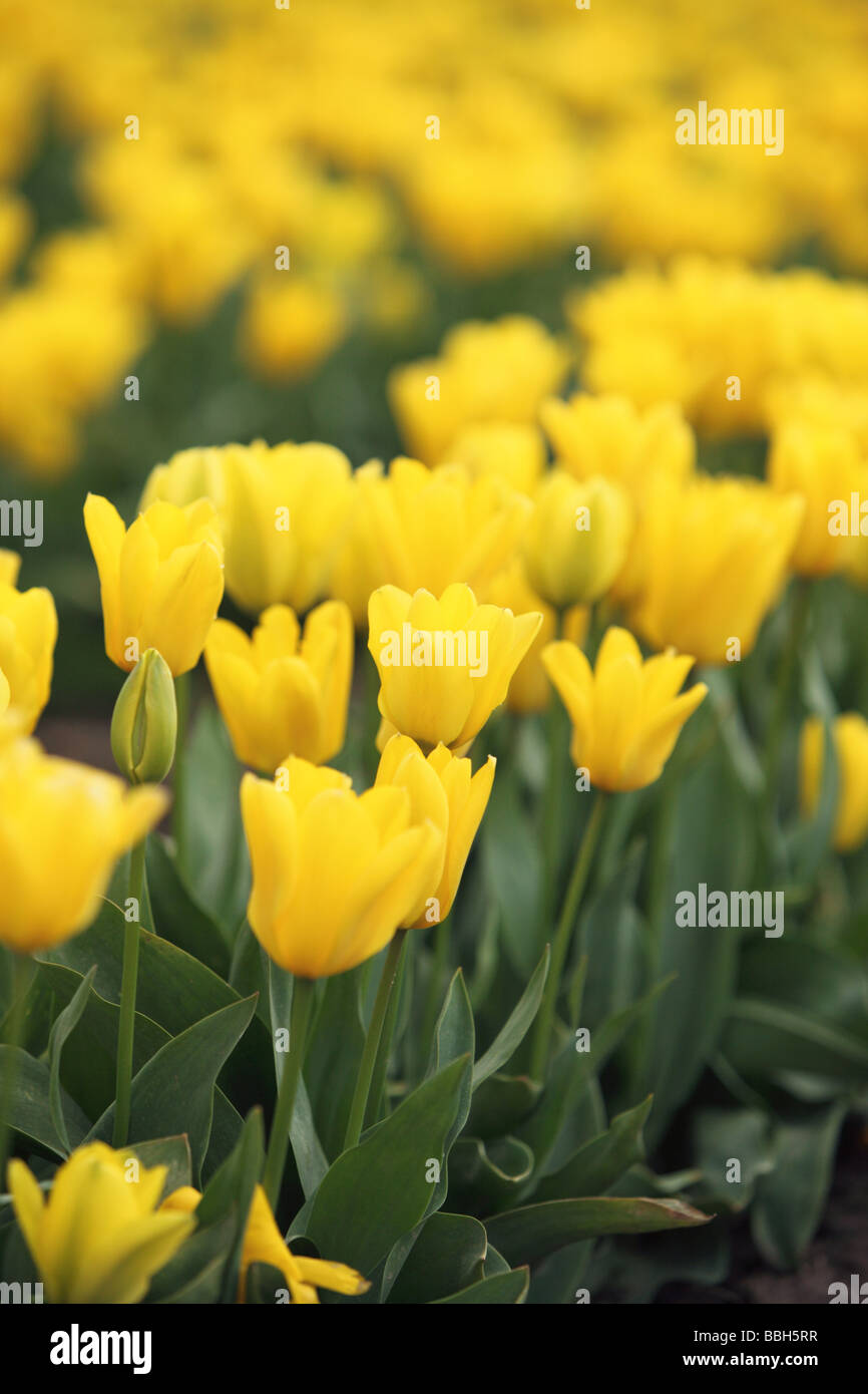 Yellow tulips closeup Stock Photo