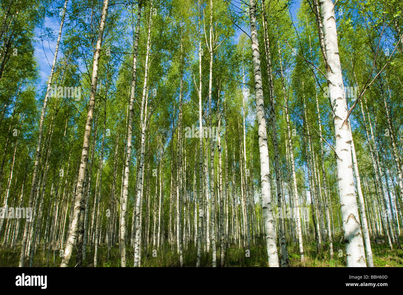 Birch trees Lakeland Karelia Finland Stock Photo - Alamy