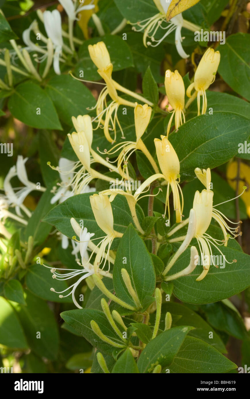Japanese Honeysuckle Lonicera japonica, Caprifoliaceae Stock Photo - Alamy