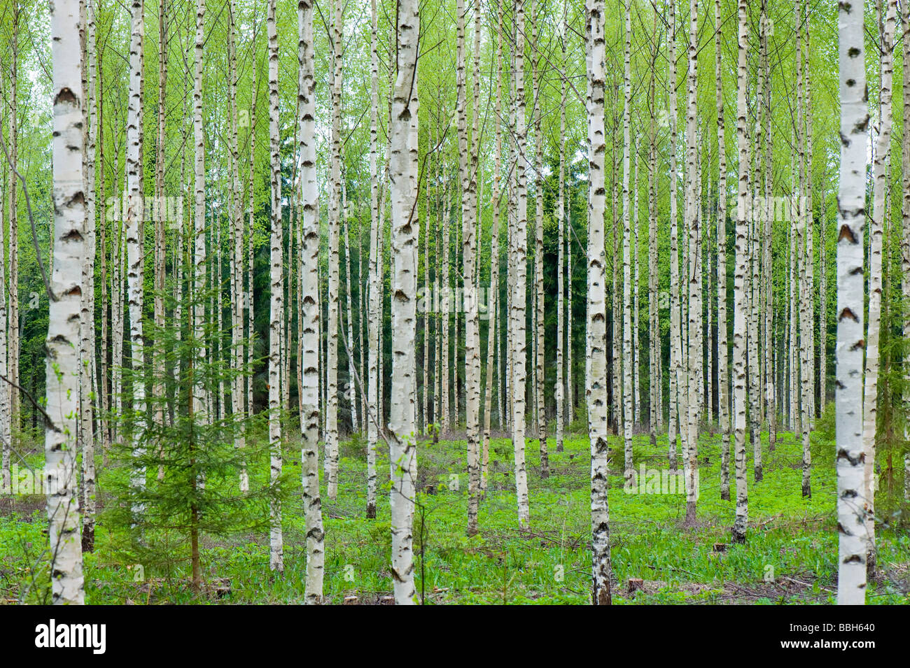 Birch trees forest Lakeland Karelia Finland Stock Photo