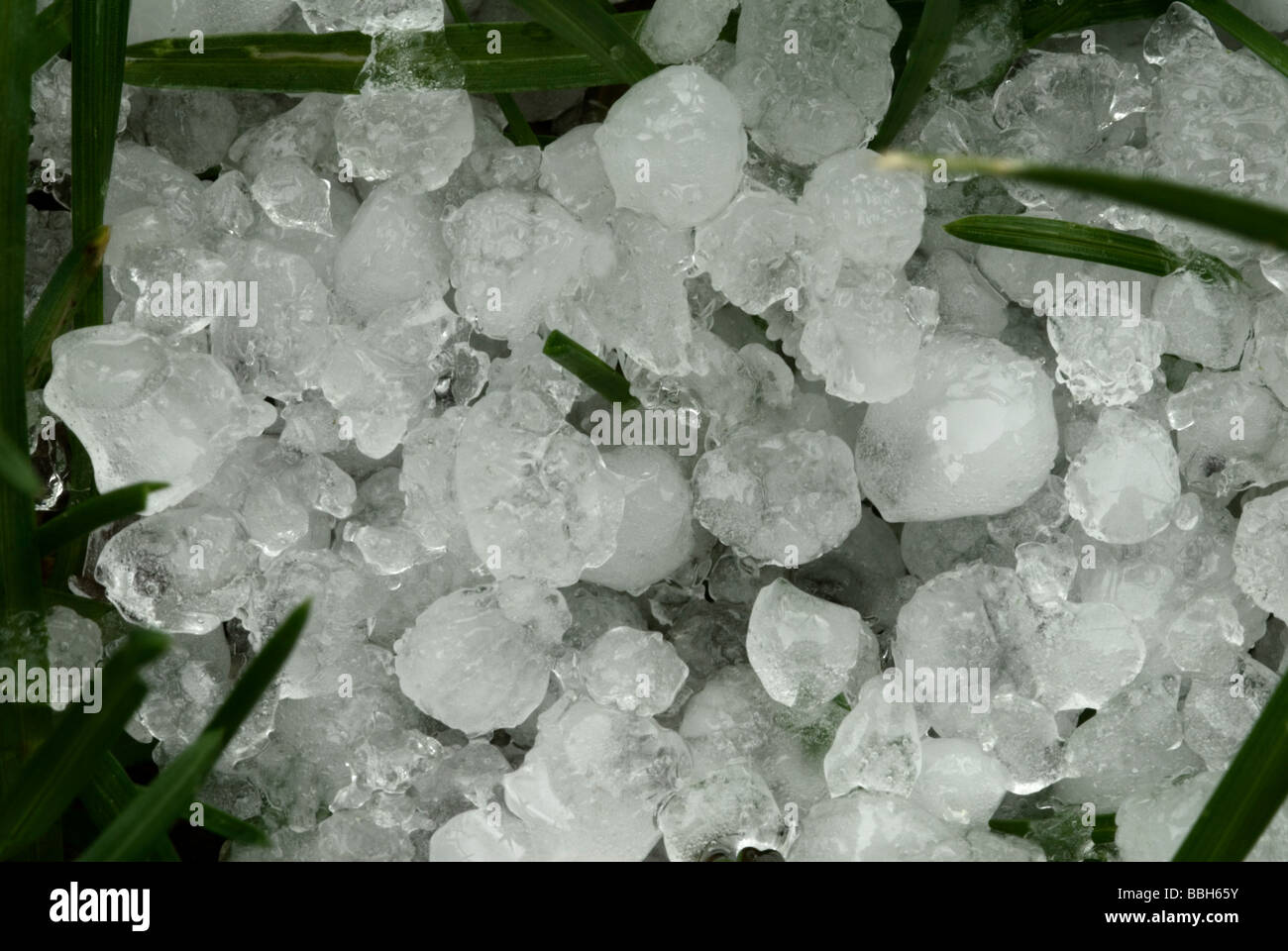 A close up image of hailstones from massive hailstorm, Aurora, Colorado US Stock Photo