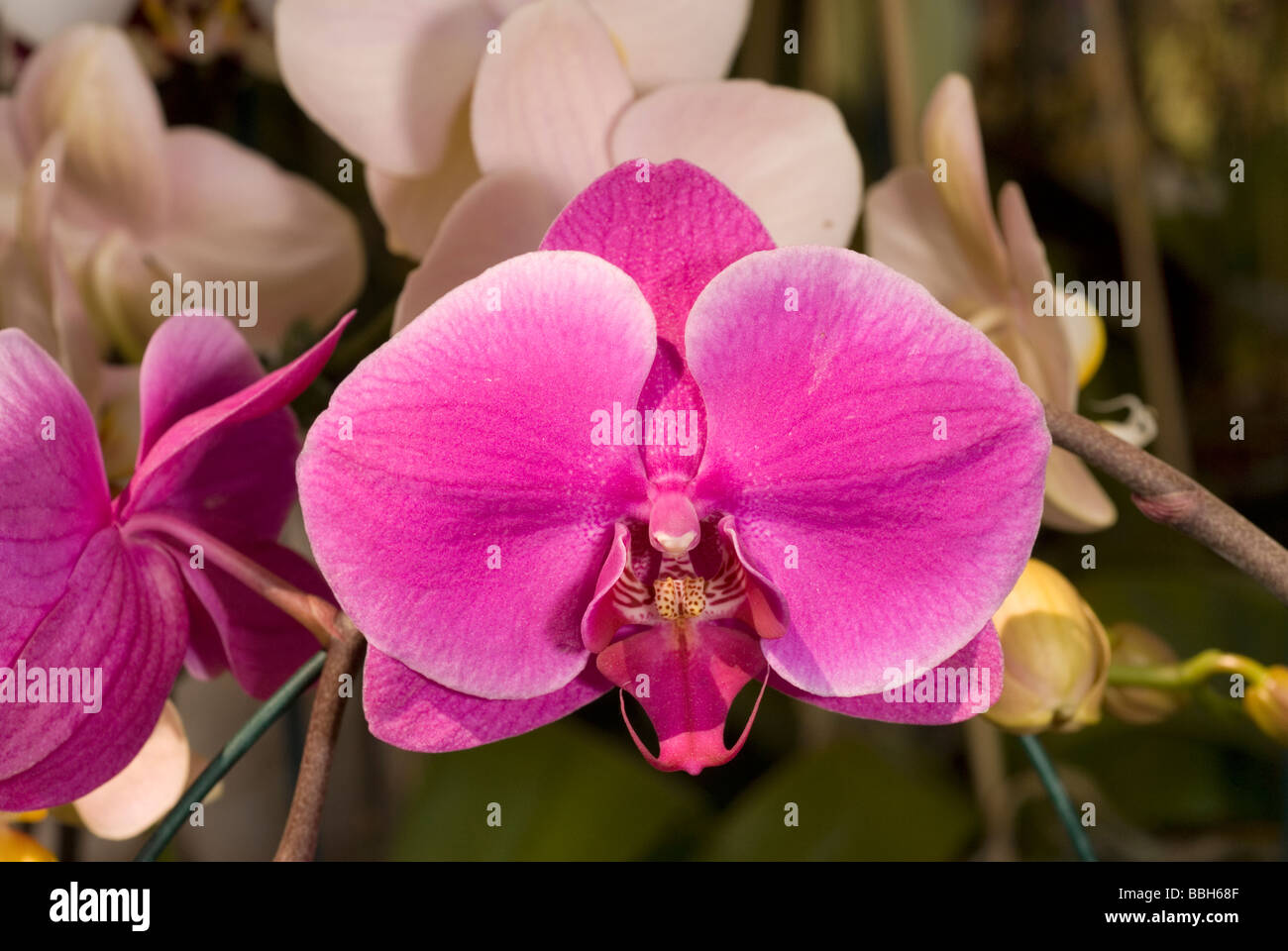 Orchid Doritaenopsis 'Sogo Gotris'  (Phalaenopsis 'Be Tris' x Doritaenopsis 'Sogo Manager'), Orchideaceae Stock Photo
