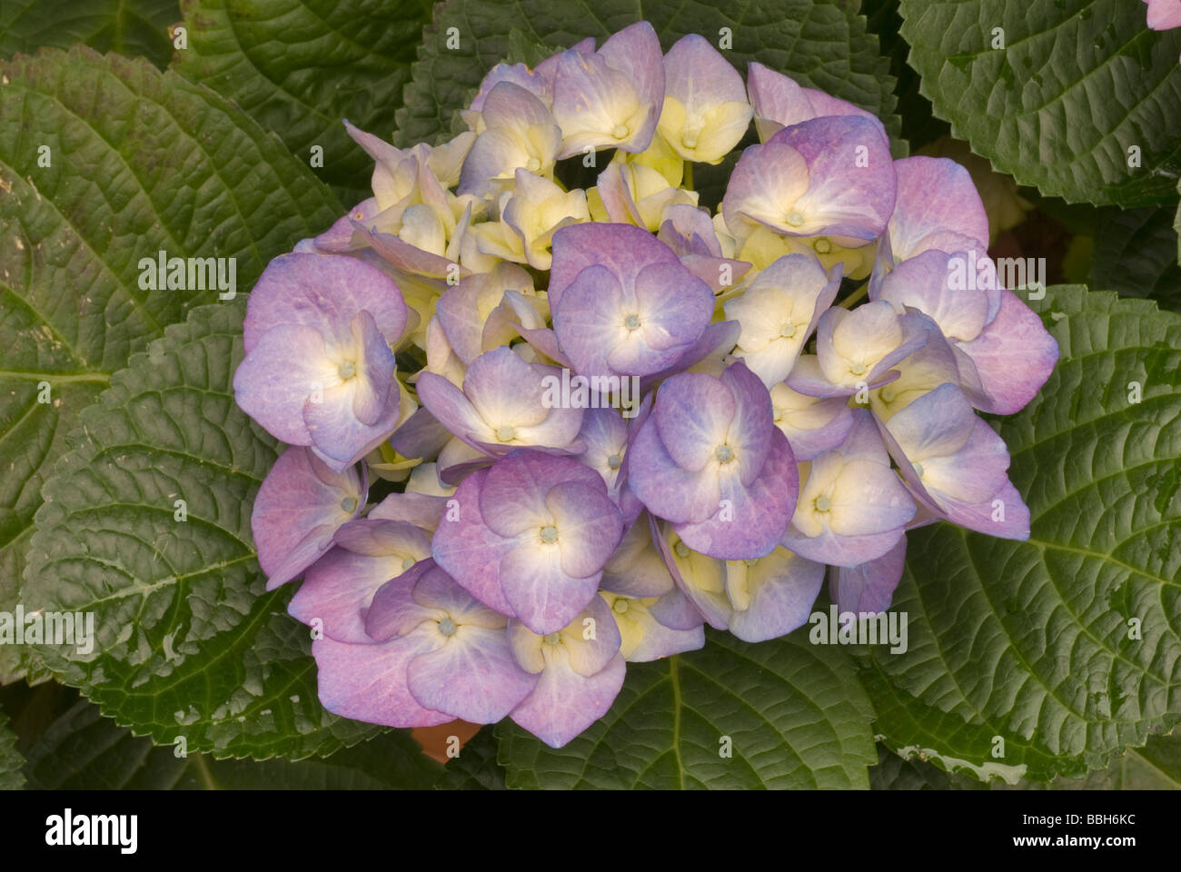 Hydrangea macrophylla ortensia, Hydrangeaceae hortocultural plant plants flowers flower Roberto Nistri horizontal Stock Photo