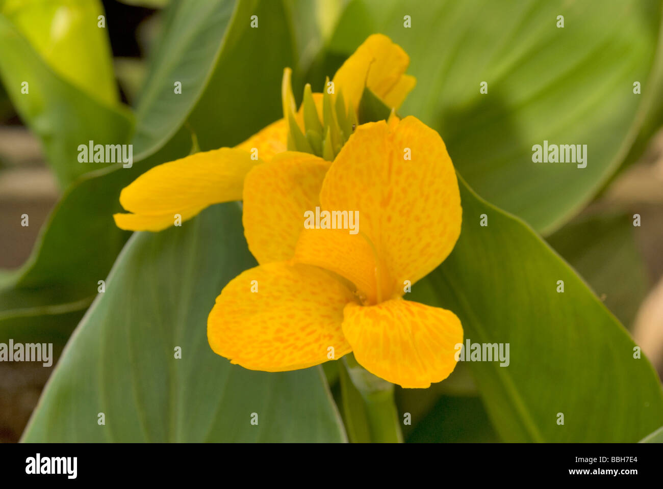 Flower of Canna indica, Cannaceae Stock Photo