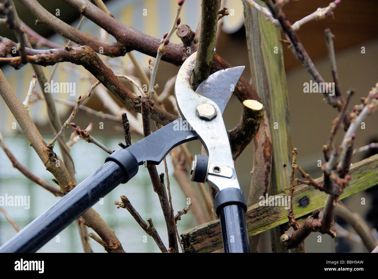 Baum verschneiden tree cutting 28 Stock Photo