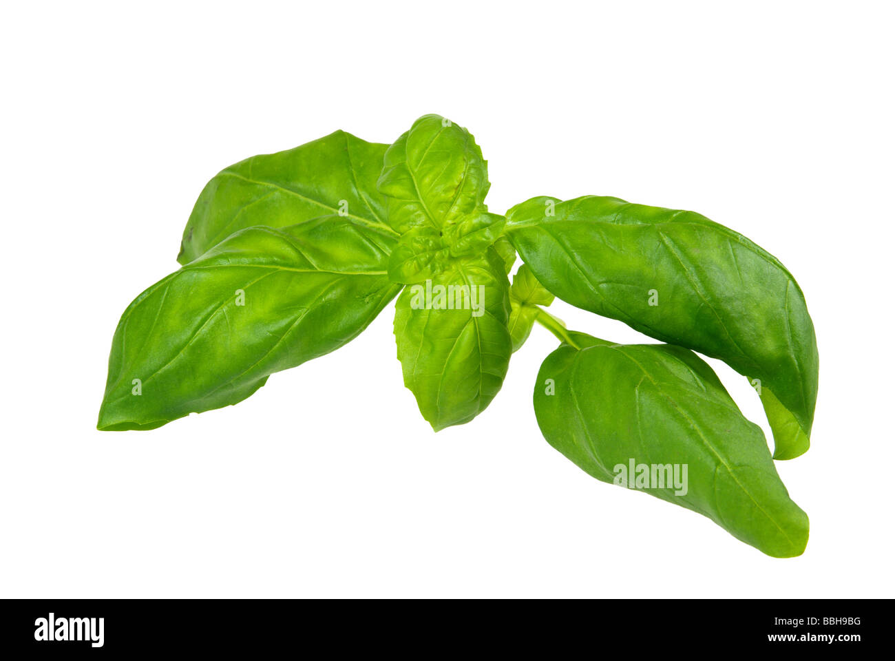 Basilikum basil 11 Stock Photo - Alamy