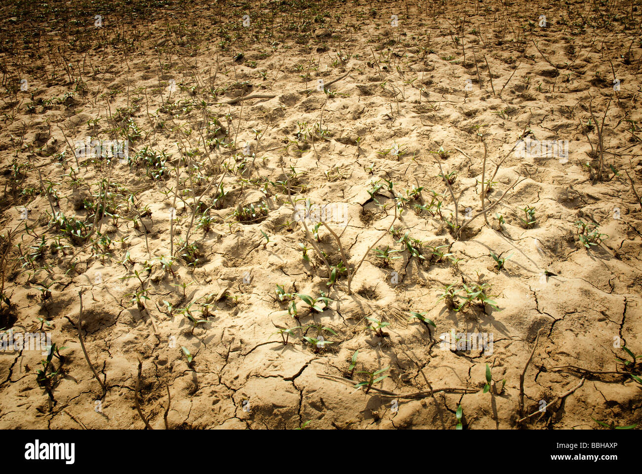 Infertile Land Stock Photos & Infertile Land Stock Images Alamy