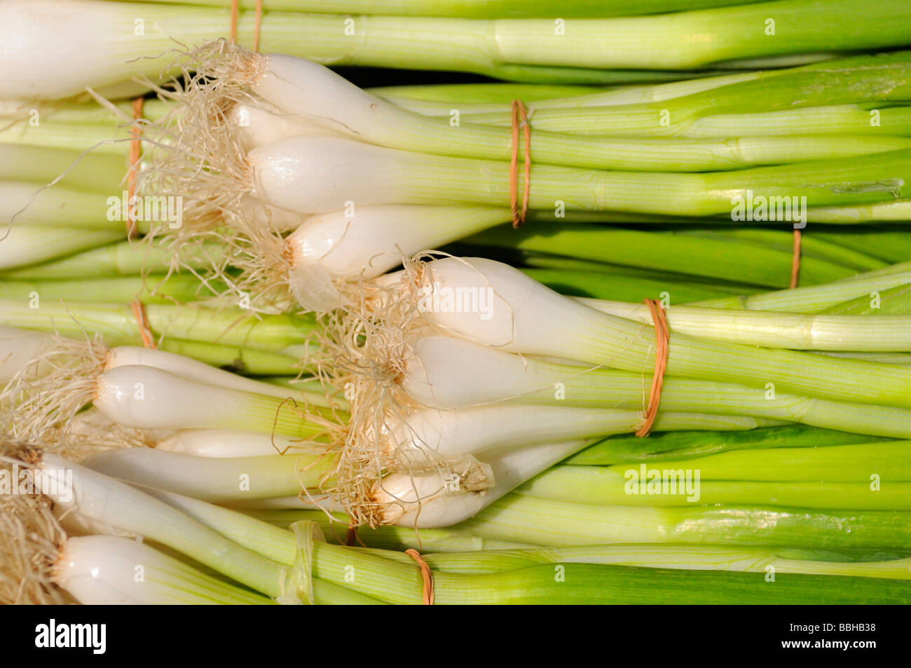 Bunches of Spring Onions (Allium fistulosum), ready for sale Stock Photo