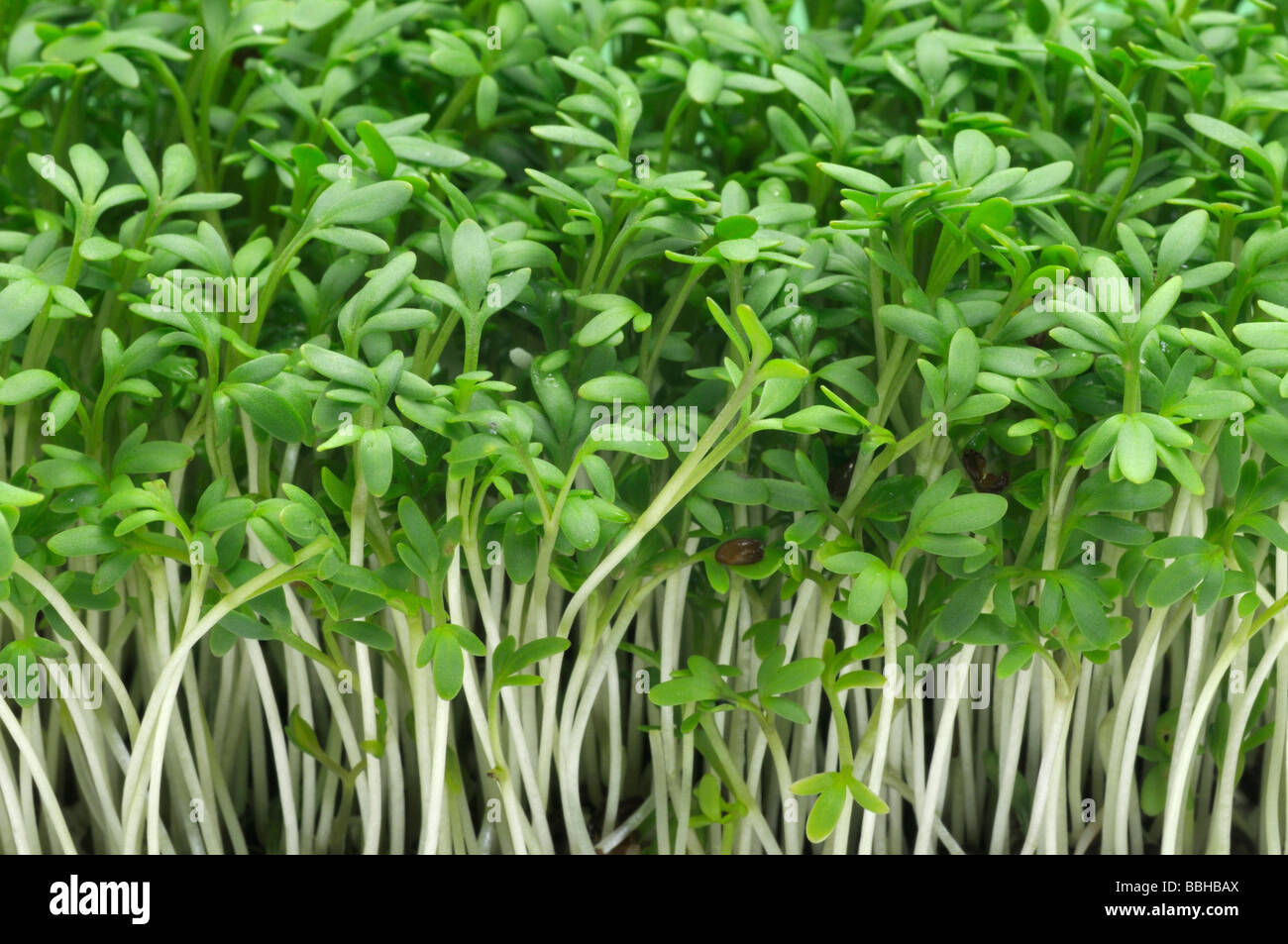 Garden Cress, Pepperwort (Lepidium sativum), young plants Stock Photo