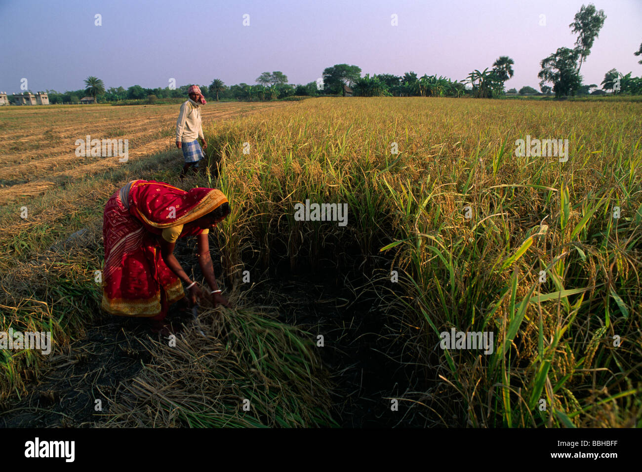 India, West Bengal, Sunderbans, rice harvest farmers Stock Photo
