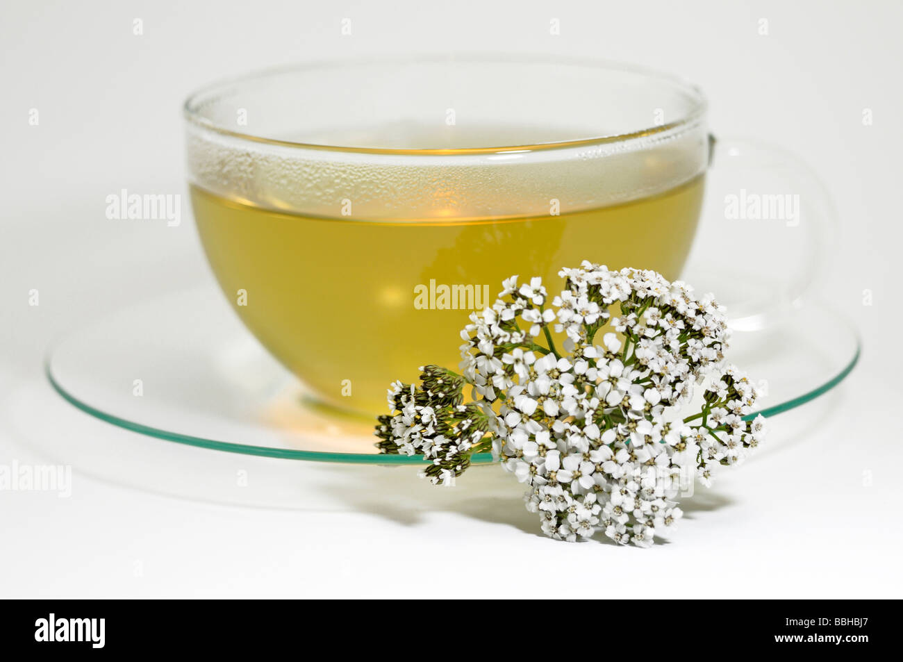 Common Yarrow (Achillea millefolium). A cup of tea with flowering stems, studio picture Stock Photo