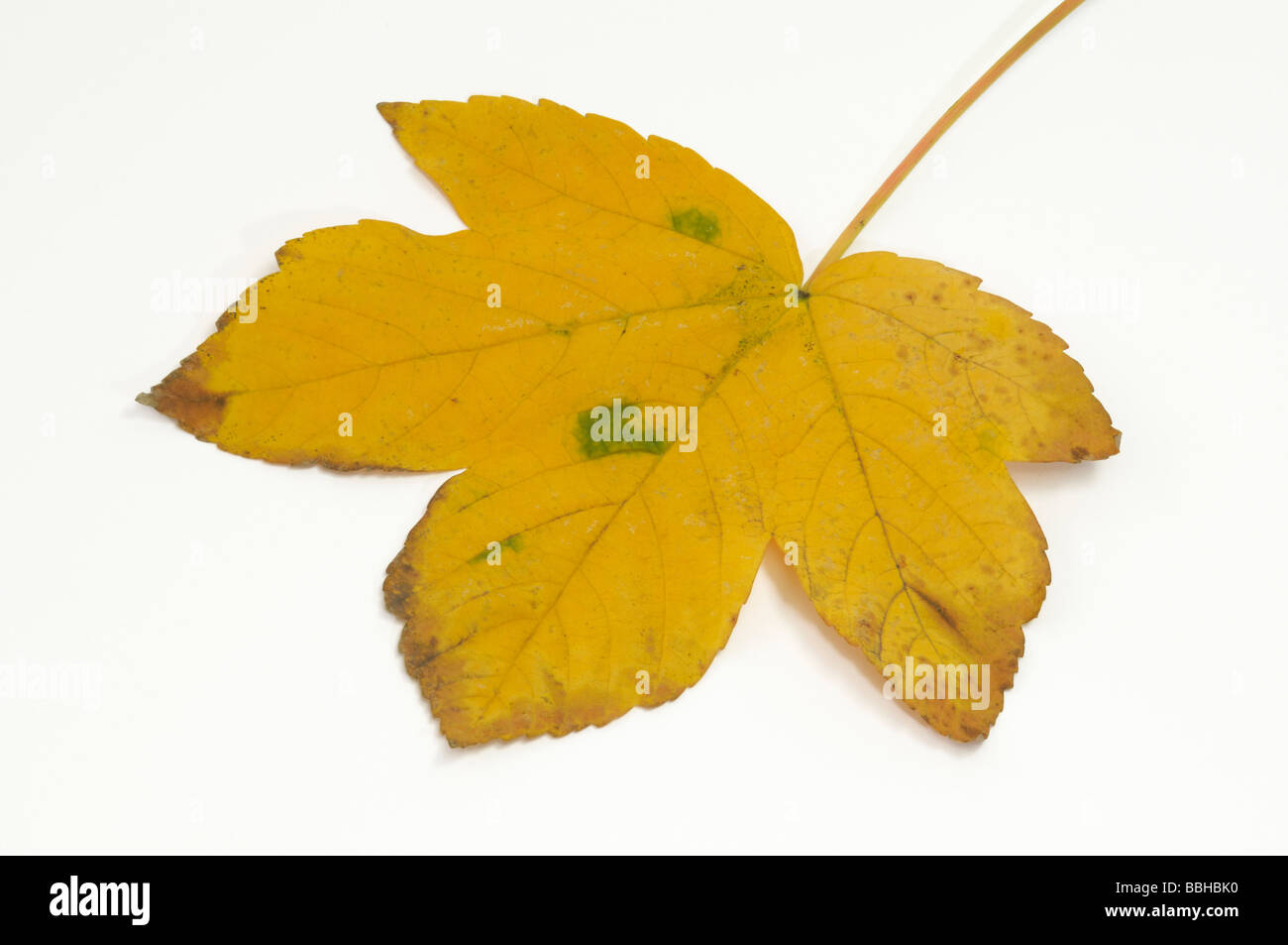 Sycamore Maple (Acer pseudoplatanus),  leaf in autumn colors Stock Photo