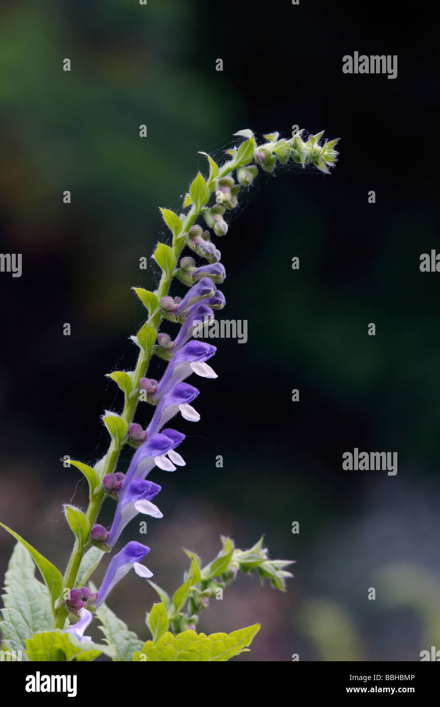 Tall Skullcap Scutellaria altissima Stock Photo