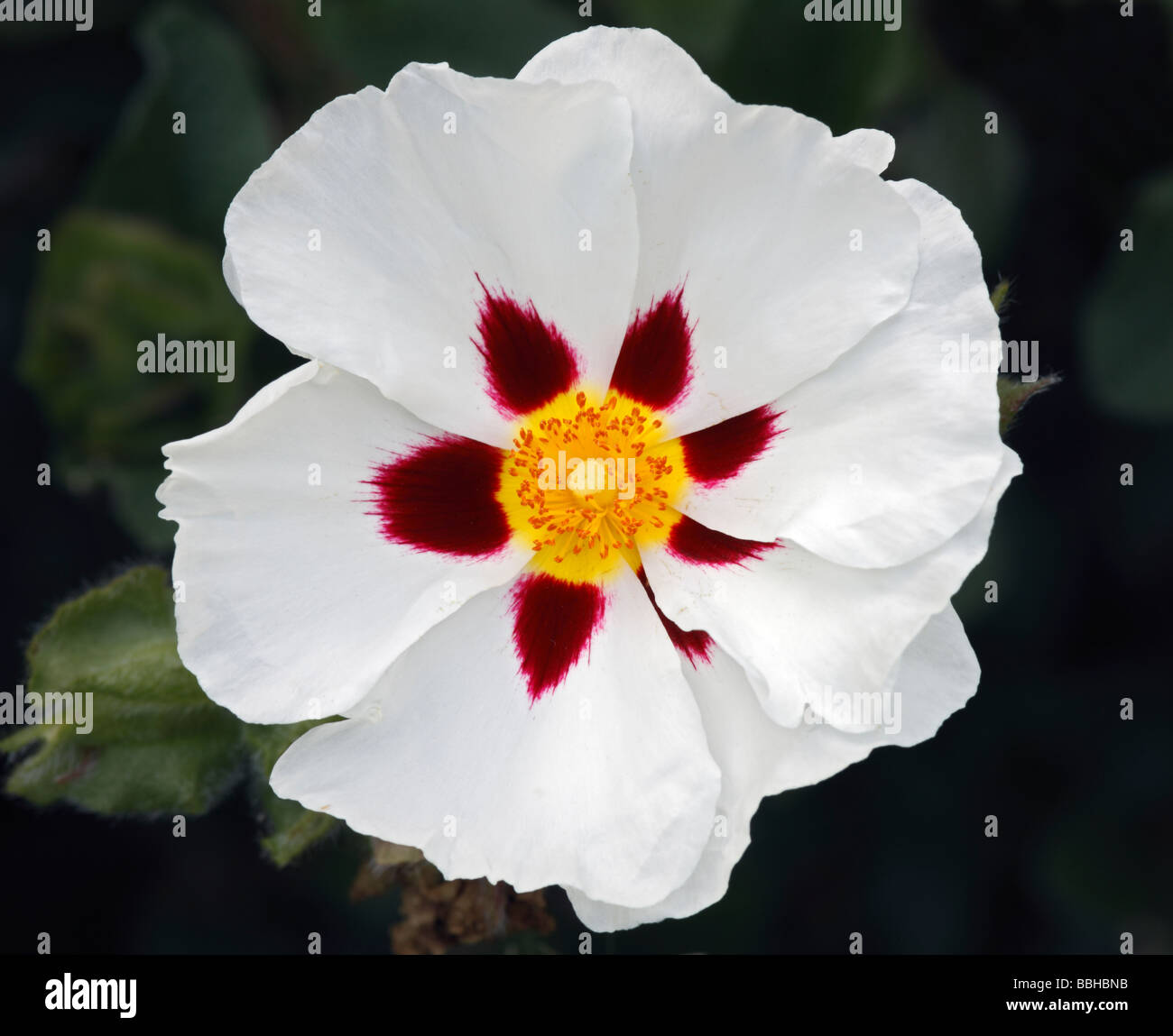 Cistus ladanifer the gum cistus Stock Photo