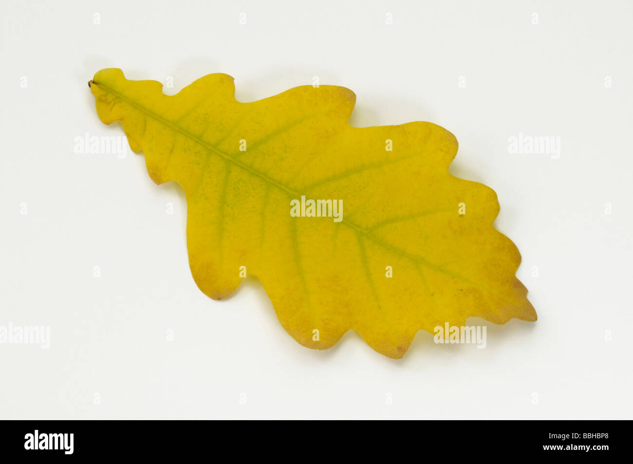 Sessile Oak, Durmast Oak (Quercus petraea, Quercus sessilis), autumn