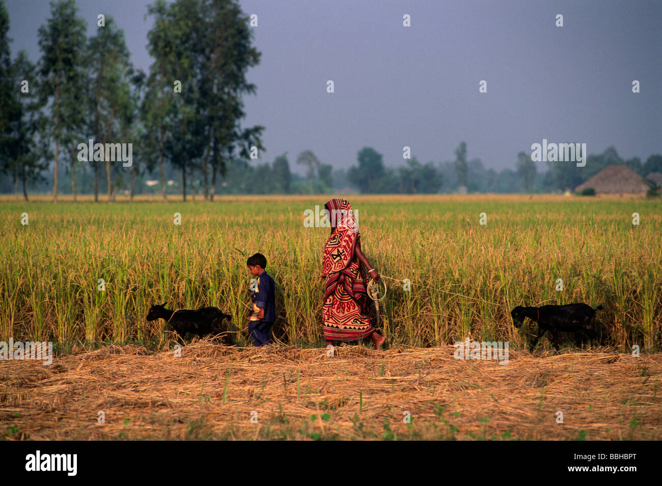 india, west bengal, sunderbans, rice harvest Stock Photo
