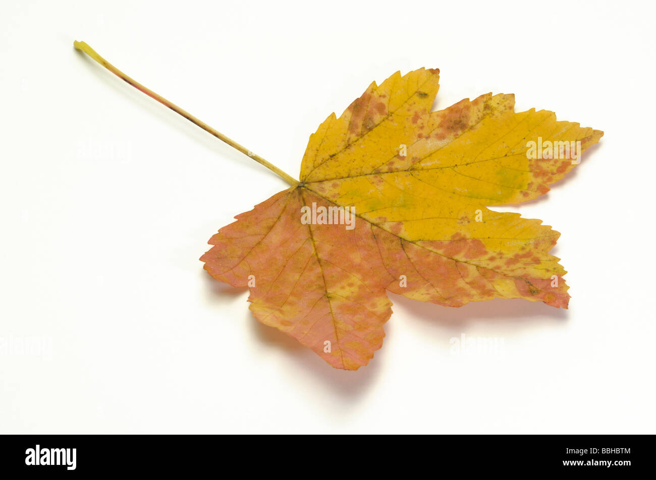 Sycamore Maple (Acer pseudoplatanus), leaf in autumn colors Stock Photo