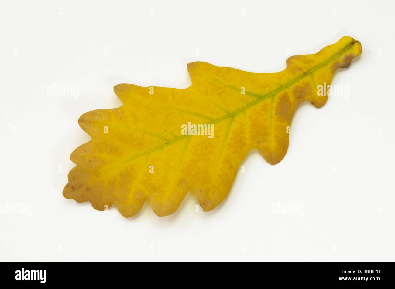 English Oak Leaf High Resolution Stock Photography and Images - Alamy