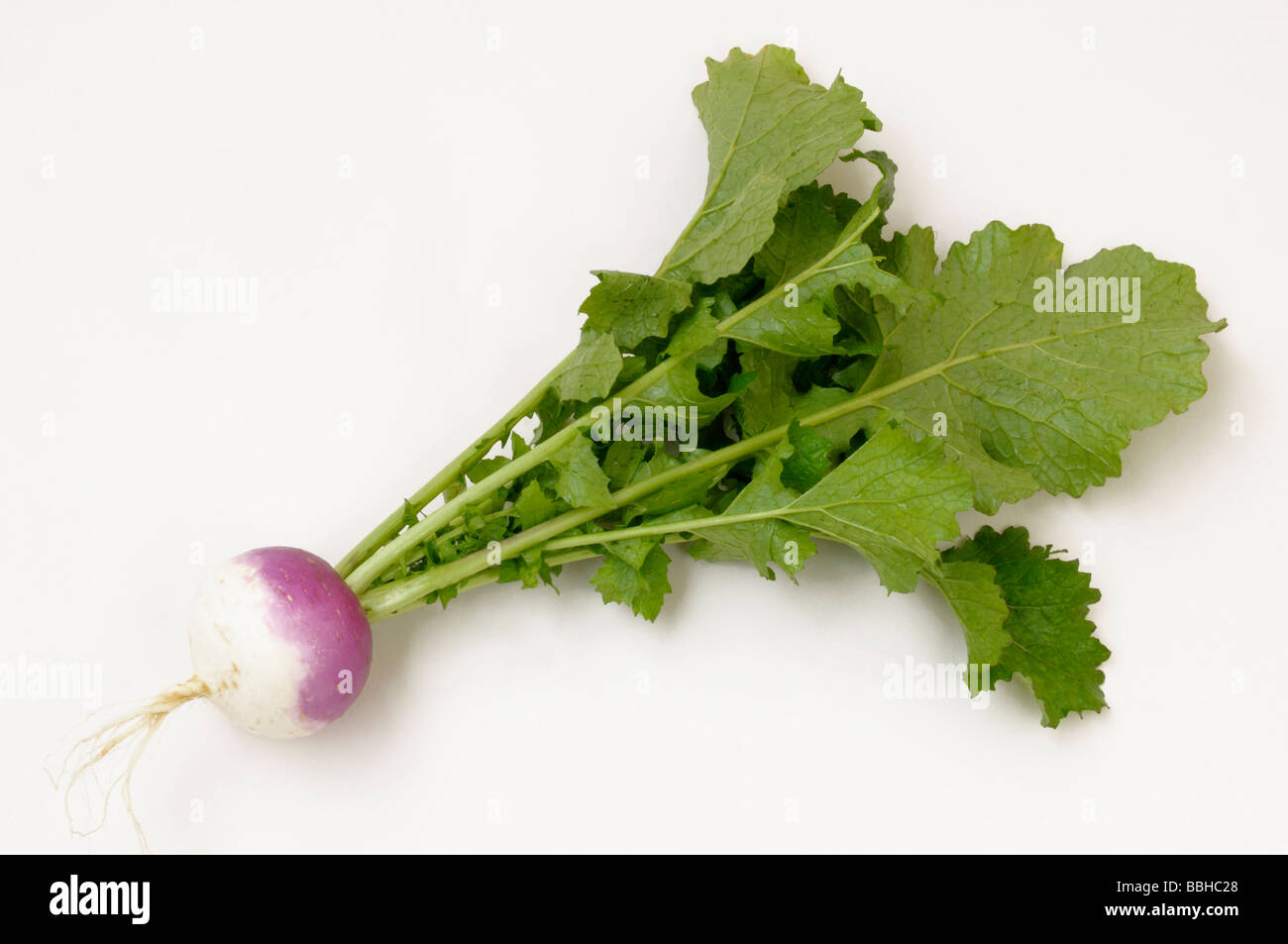 Turnip (Brassica rapa var.rapa esculenta), beet, studio picture Stock Photo