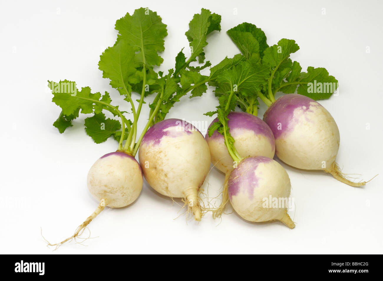 Turnip (Brassica rapa var.rapa esculenta), beet, studio picture Stock Photo