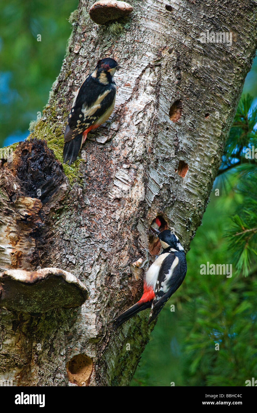 great-spotted-woodpeckers-dendrocopos-major-feeding-young-at-nest