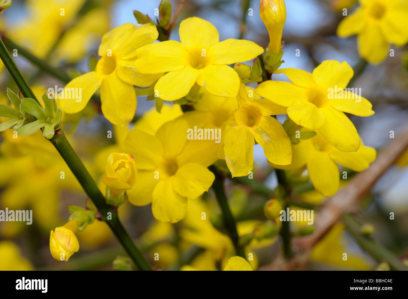 Winter Jasmine (Jasminum nudiflorum), flowering twigs Stock Photo Alamy