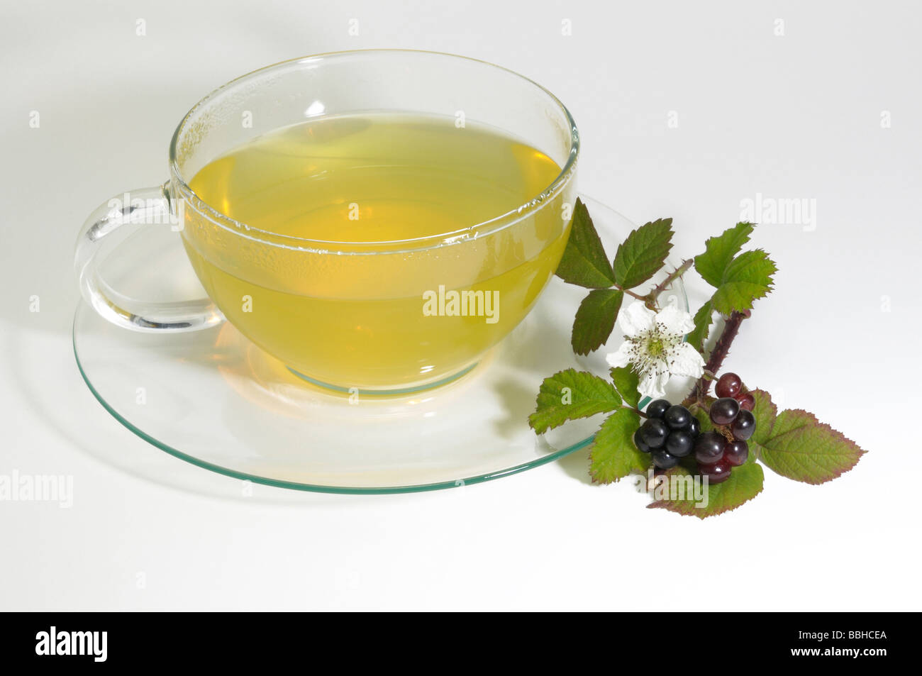 Bramble (Rubus fruticosus). A cup of tea with flower leaf and bramble, studio picture Stock Photo