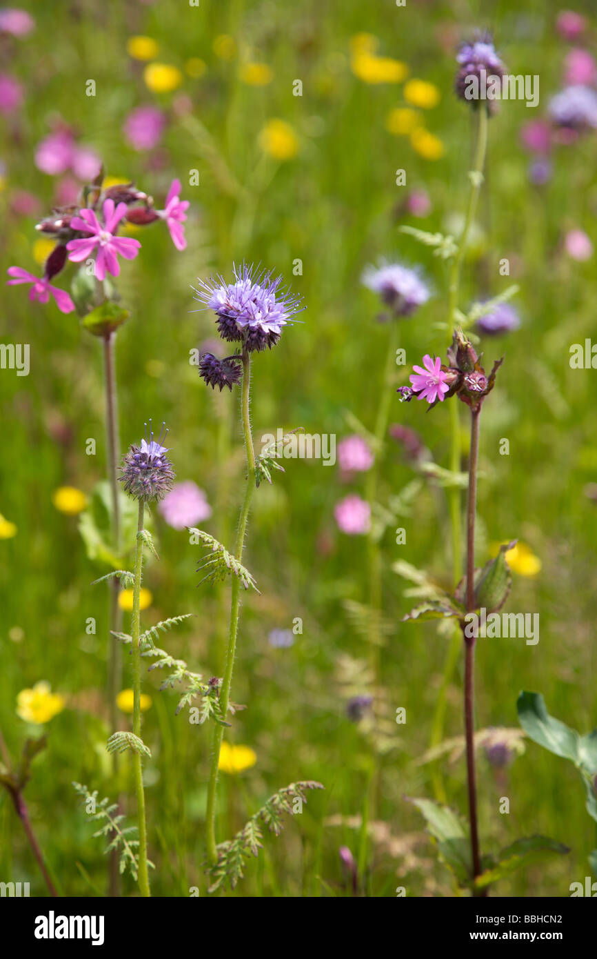 Colourful meadow of wild flowers in Spring Stock Photo