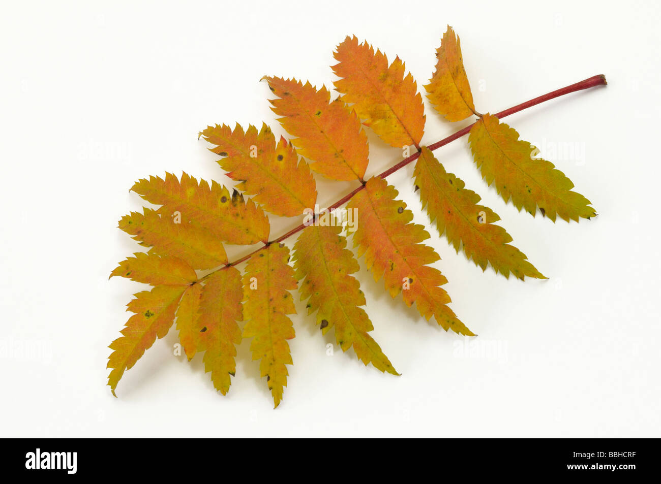 Mountain Ash, Rowan (Sorbus aucuparia), autumn leaf , studio picture Stock Photo