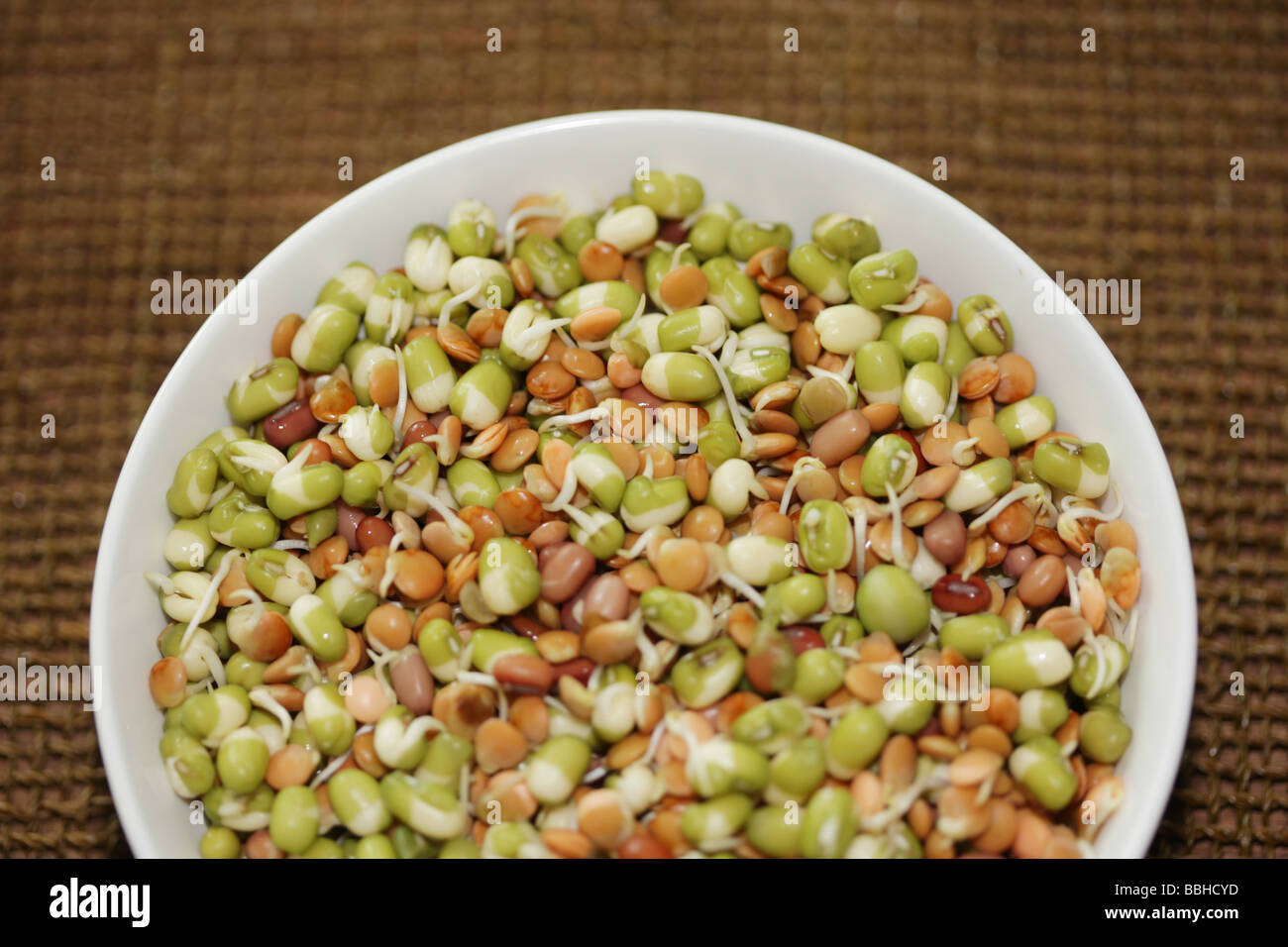 Lentil and Bean Shoots Stock Photo Alamy