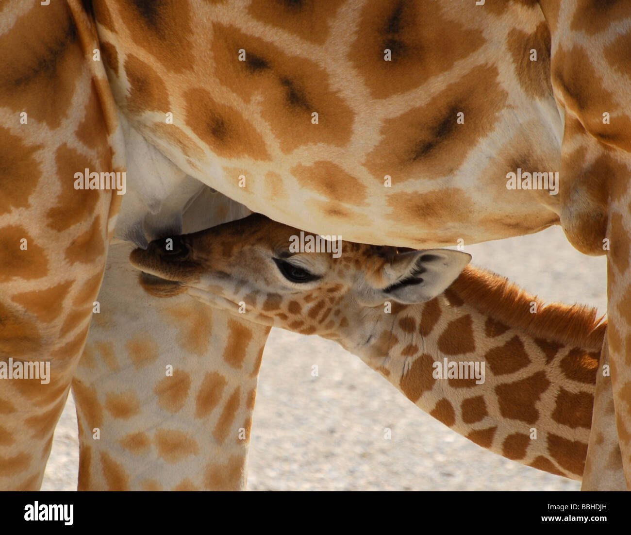 Baby mammal drinking milk mother hi-res stock photography and images - Alamy