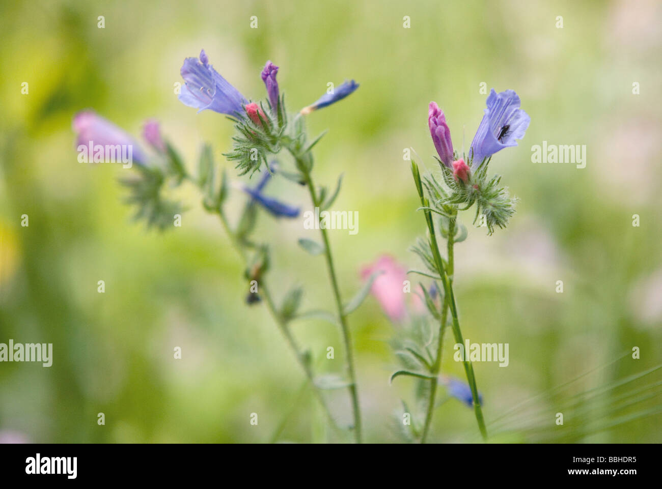 Hispid Viper s bugloss Echium angustifolium Israel Stock Photo - Alamy