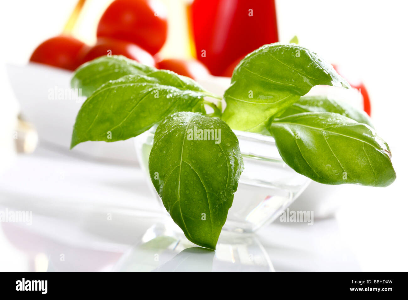 Basil Stock Photo