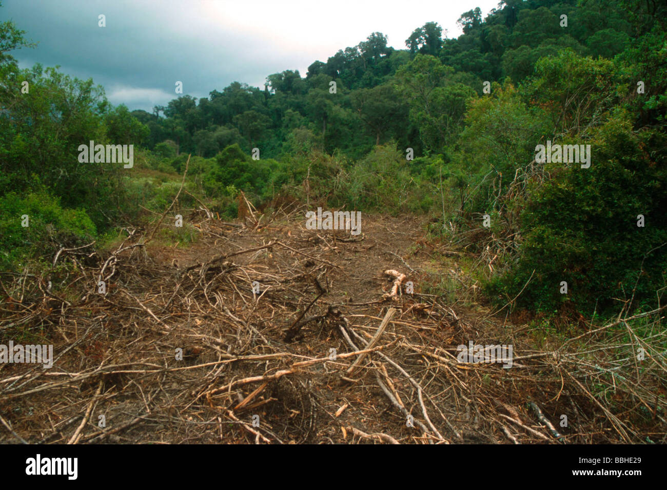 The trail left through the forest after illegal clearing of indigenous yellowwood forest The community living adjacent the the Stock Photo