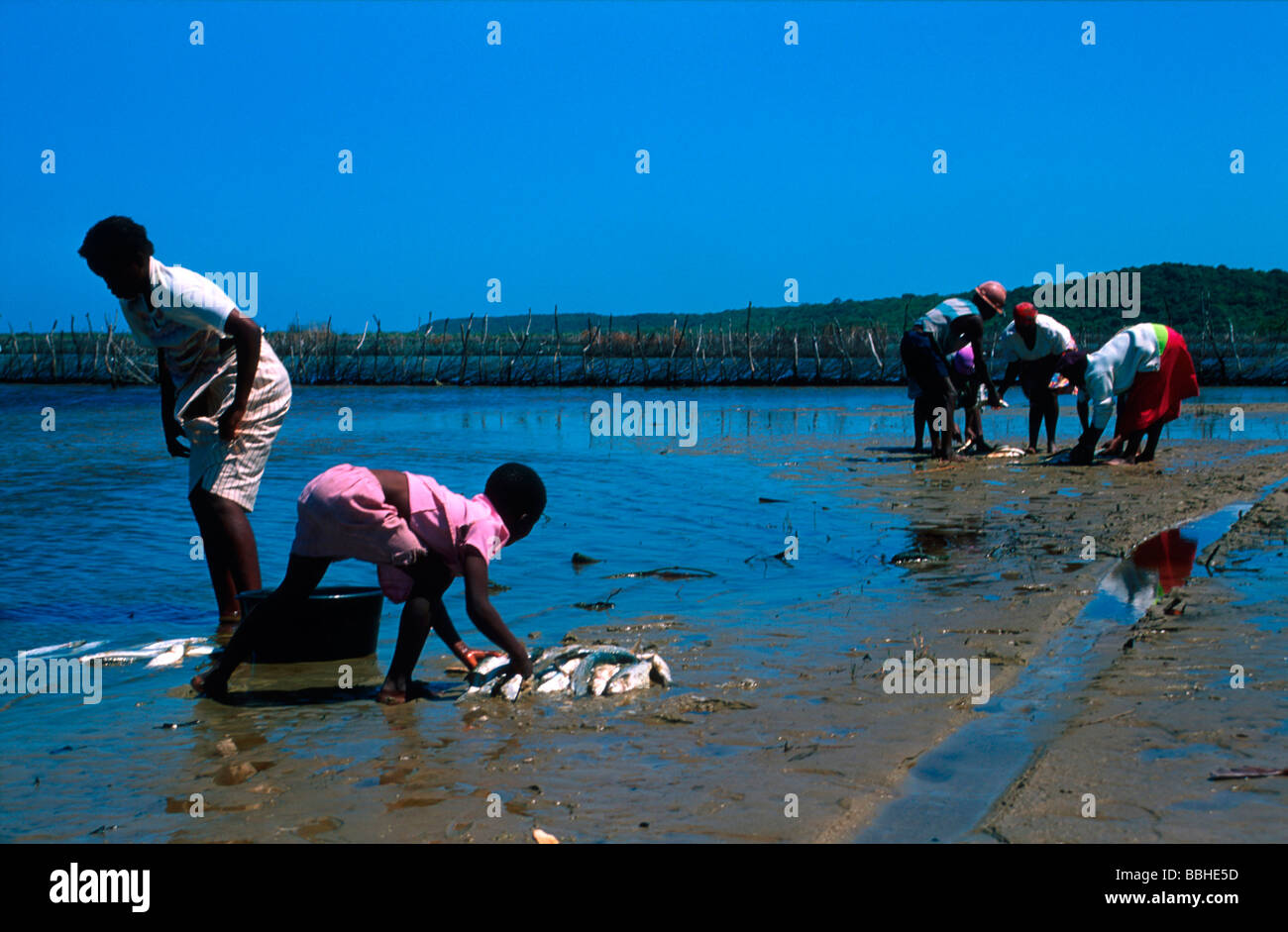 Tembe women cleaning fish Coastal Forest Reserve Maputaland KwaZulu ...
