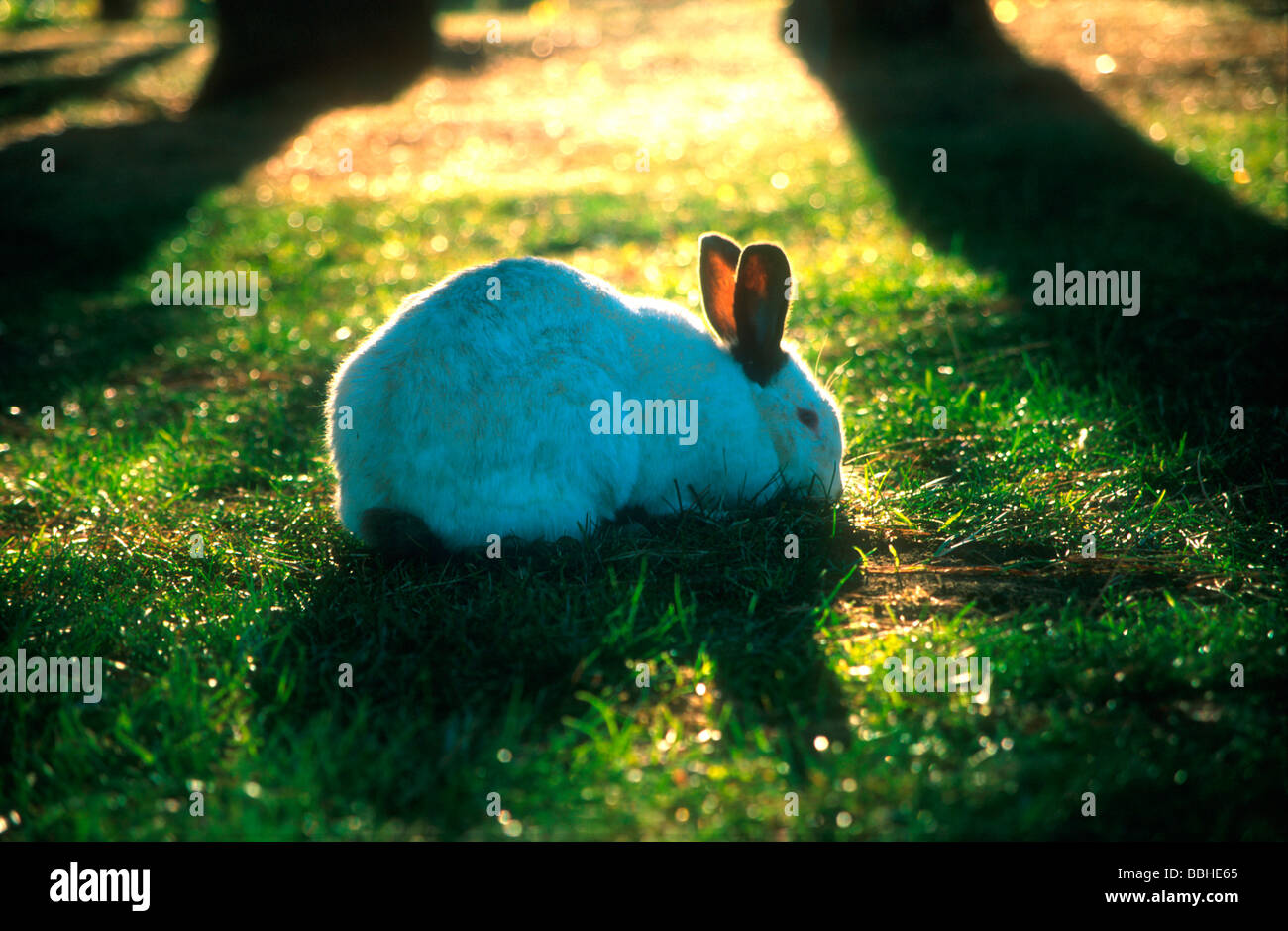 A Tame Rabbit Forages At Kiara Lodge Clarens Freestate South - 