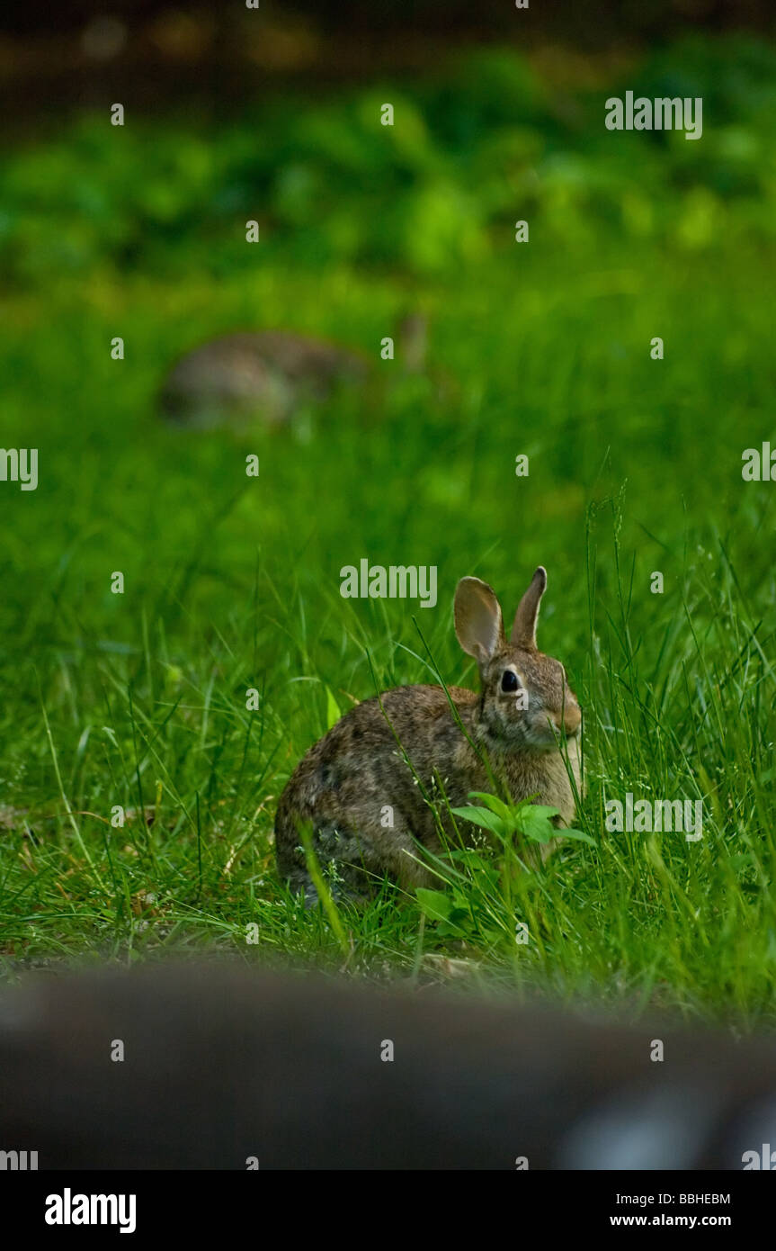Eastern Cottontail with feeding rabbit in background Stock Photo Alamy