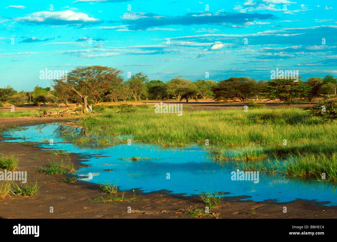 pan in the Kalahari near Tsumkwe eastern Namibia Stock Photo - Alamy