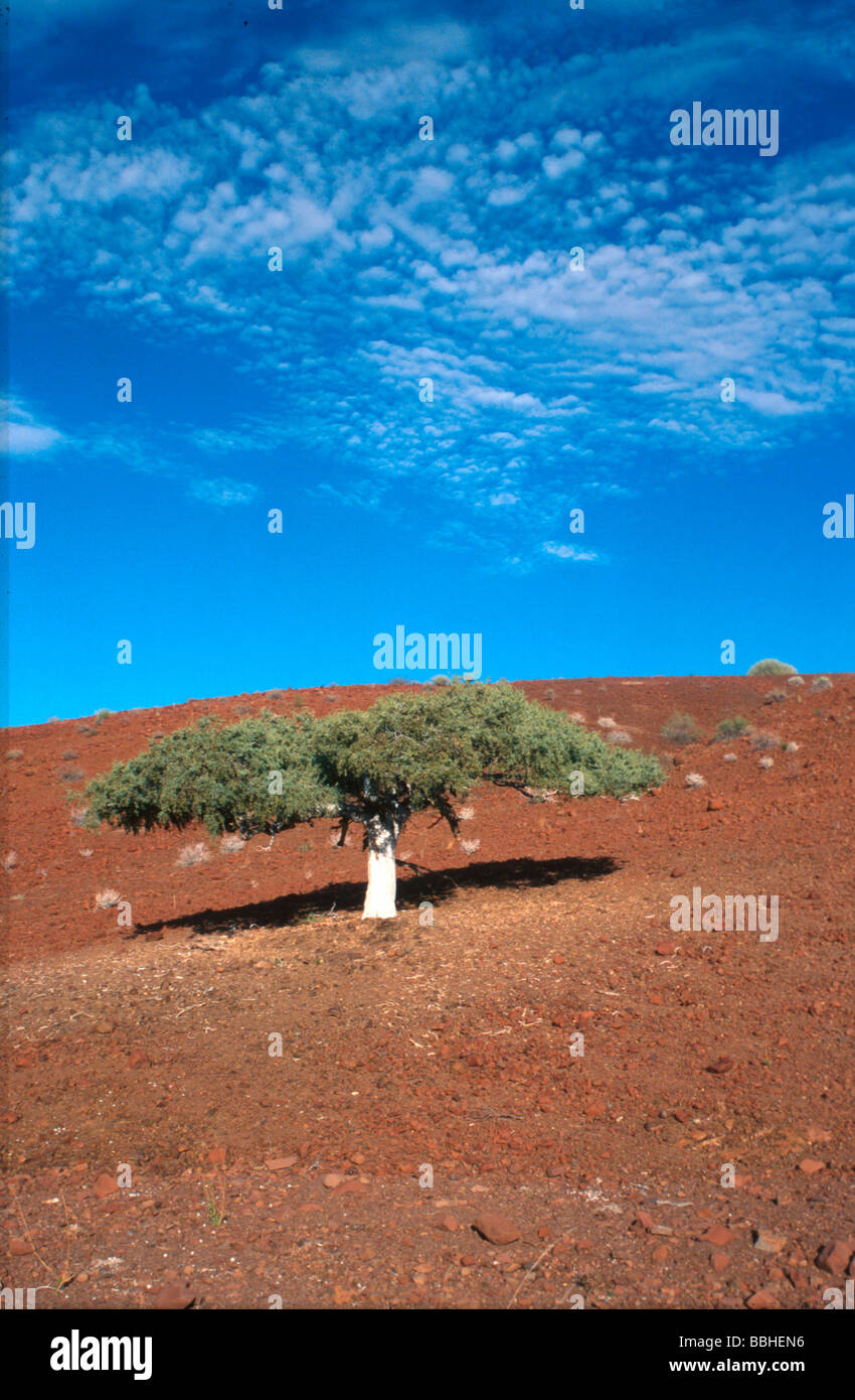 Shepherds Tree Boscia albitrunca Several initiatives to support ...
