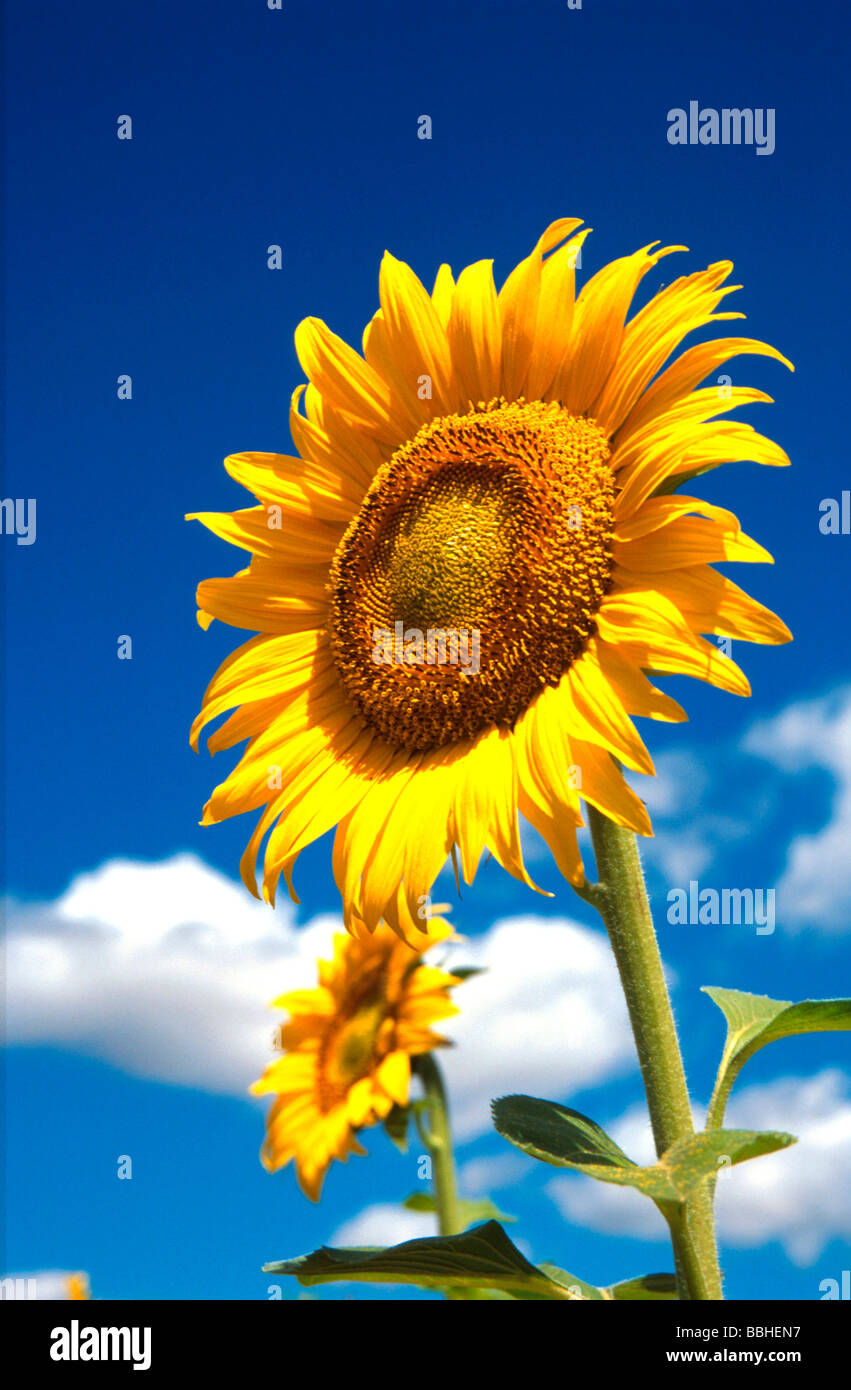 A sunflower stands out against Eastern Freestate skies Stock Photo