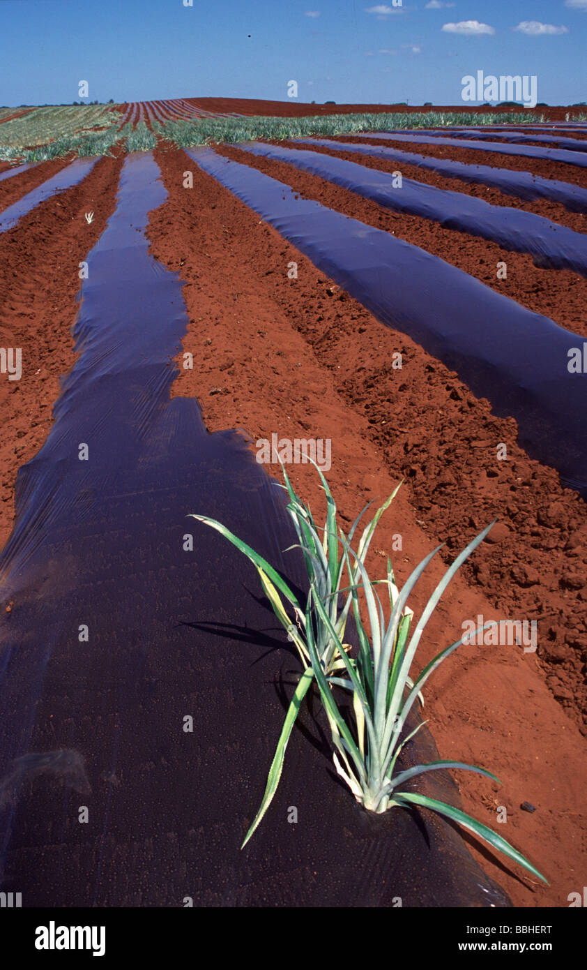 South Africa s most successful pineapple farms all fall within an area of a number of kilometres