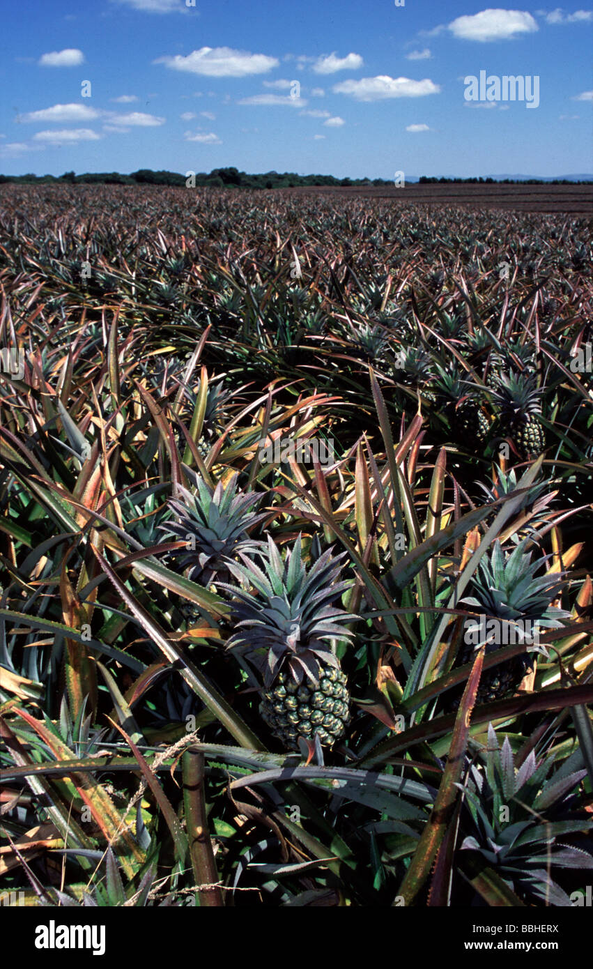South Africa s most successful pineapple farms all fall within an area