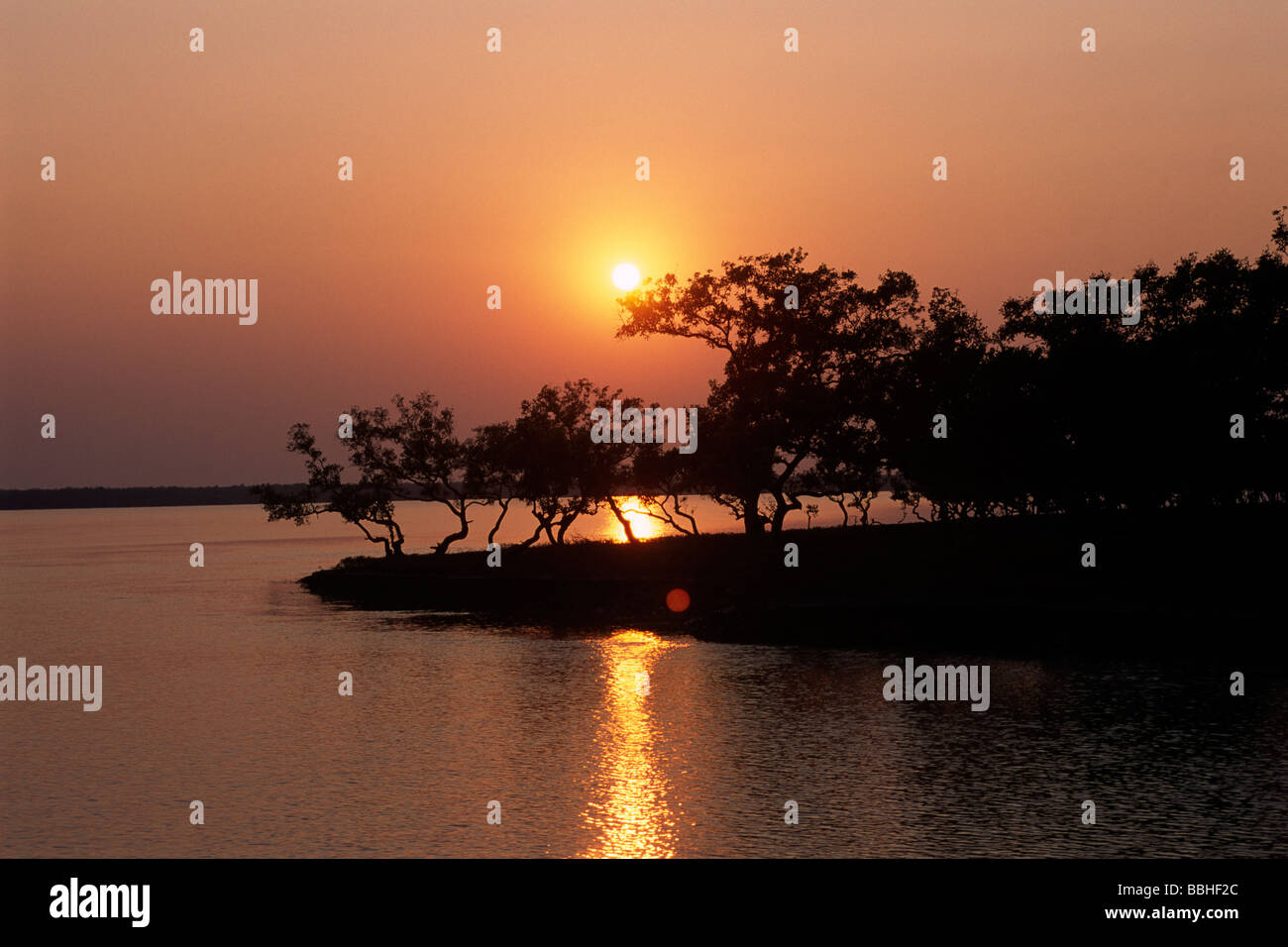 India, West Bengal, Sunderbans, Ganges Delta, mangrove trees at sunset Stock Photo