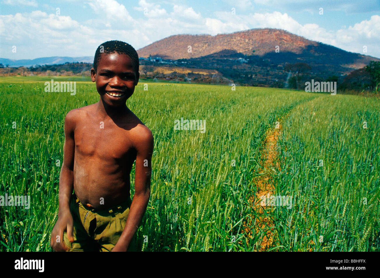 Crisis in Zimbabwean food security Once the breadbasket of southern